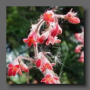 Heuchera x brizoides (le jardin de la poterie Hillen) www.poterie.fr